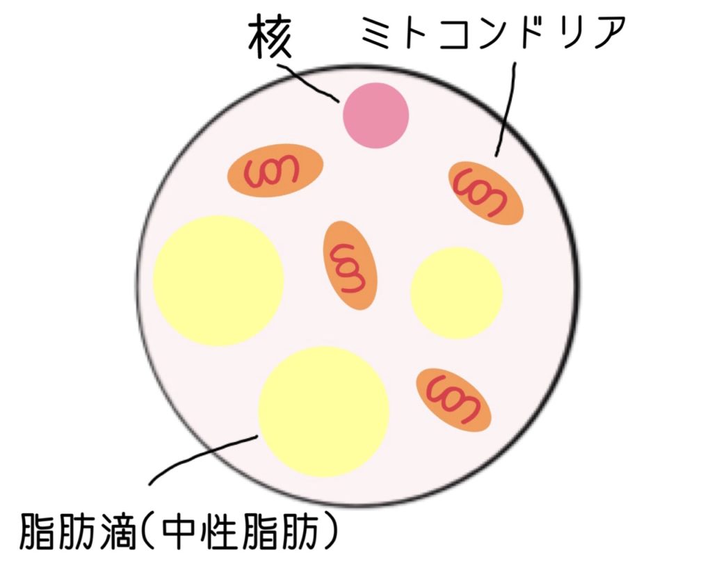 褐色脂肪細胞は2種類ある!?活性させるために毎日やるべき事 きれいな身体の作り方 褐色脂肪細胞は2種類ある!?活性させるために毎日やるべき事 きれいな身体の作り方