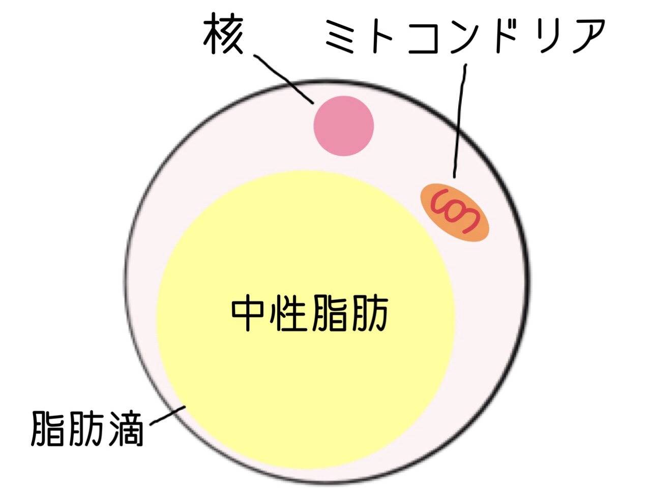 褐色脂肪細胞は2種類ある!?活性させるために毎日やるべき事 きれいな身体の作り方 褐色脂肪細胞は2種類ある!?活性させるために毎日やるべき事 きれいな身体の作り方