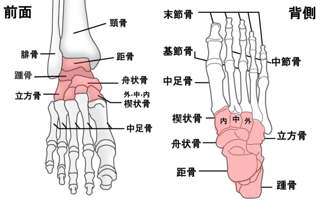 【足根骨の動き】体のバランスや歩行にも重要！足根骨の役割と動き きれいな身体の作り方
